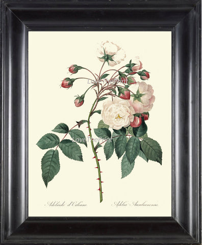 BOTANICAL PRINT Redoute Flower  Art Print 372 Beautiful Antique French White Pink Rose Graden Plant Illustration to Frame Home Decor