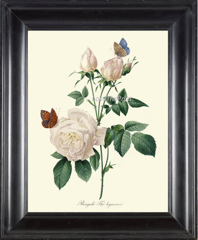BOTANICAL PRINT Redoute Flower  Art Print 385 Beautiful Antique French White Rose Butterfly Graden Illustration to Frame Home Decor