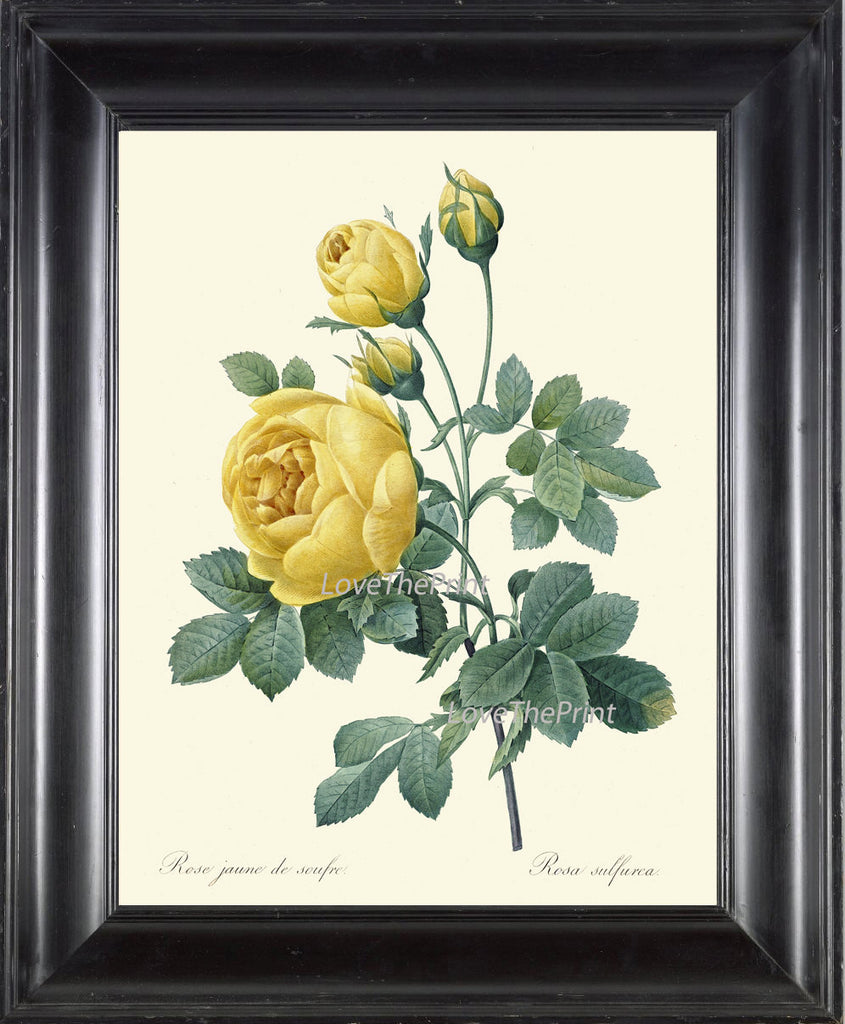 BOTANICAL PRINT Redoute Flower  Art Print 380 Beautiful Antique French Yellow Rose Spring Summer Graden Illustration to Frame Home Decor