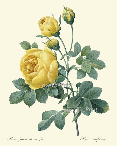 BOTANICAL PRINT Redoute Flower  Art Print 380 Beautiful Antique French Yellow Rose Spring Summer Graden Illustration to Frame Home Decor