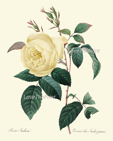 BOTANICAL PRINT Redoute Flower  Art Print 391 Beautiful Antique Yellow Rose French Country Provencal Graden Illustration to Frame Decor