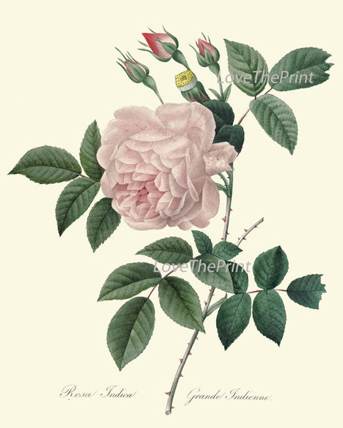 BOTANICAL PRINT Redoute Flower  Art Print 415 Beautiful Antique Pink Rose French Country Provencal Graden Illustration to Frame Decor