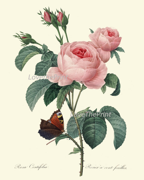 BOTANICAL PRINT Redoute Flower  Art Print 423 Beautiful Antique Pink Rose French Country Butterfly Graden Illustration to Frame Decor