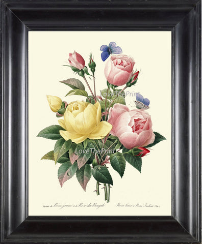 BOTANICAL PRINT Redoute Flower  Art Print 426 Beautiful Antique Pink Yellow Roses Blue Butterfly Graden Illustration to Frame Decor