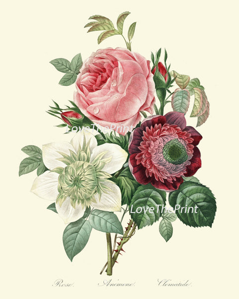BOTANICAL PRINT Redoute Flower  Art Print 427 Beautiful Antique Rose Pink White Anemone French Country Bouquet Illustration to Frame