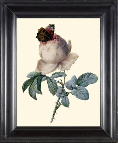 BOTANICAL PRINT Redoute Flower  Art Print 489 Beautiful Antique White Rose Butterfly French Country Nature Illustration Wall Home Decor