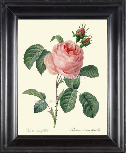 BOTANICAL PRINT Redoute Flower  Art Print 381 Beautiful Antique Pink Rose Spring Summer Plant Illustration Picture to Frame Home Decor
