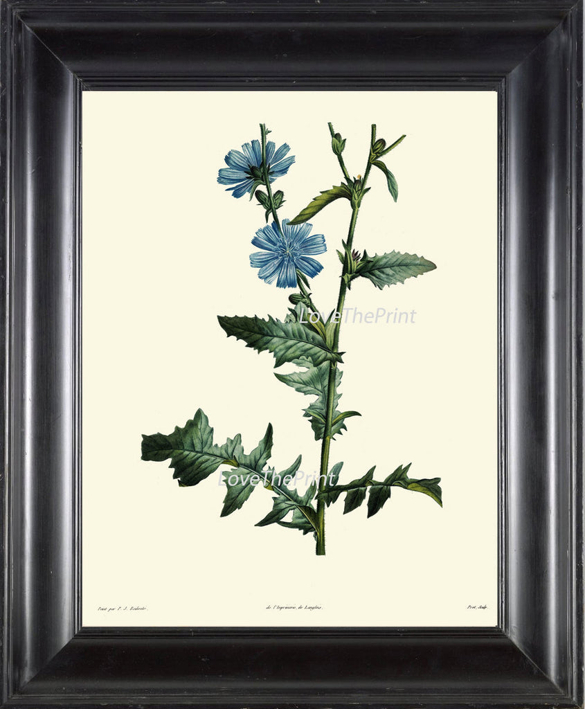 BOTANICAL PRINT Redoute Flower  Art Print 216 Beautiful Antique Blue Wildflower Plant Illustration to Frame Home Decor Interior Design