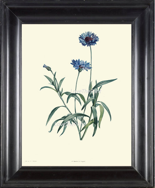 BOTANICAL PRINT Redoute Flower  Art Print 217 Beautiful Antique Blue Cornflower Wildflower Illustration to Frame Wall Decor