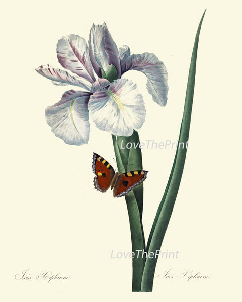 BOTANICAL PRINT Redoute Flower  Art Print 351 Beautiful Antique Blue Large Iris Butterfly Garden Nature Illustration to Frame Wall Decor