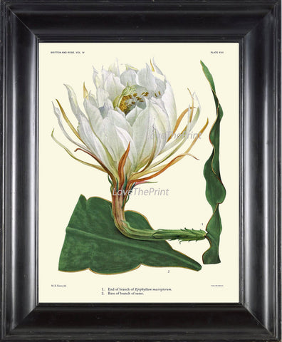 BOTANICAL PRINT CACTUS  Art Print 19 Beautiful Large White Plant Flower Tropical Illustration Garden Nature Home Wall Decor to Frame
