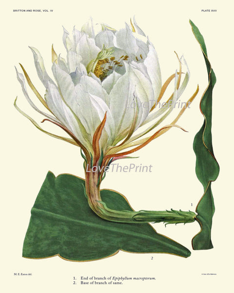 BOTANICAL PRINT CACTUS  Art Print 19 Beautiful Large White Plant Flower Tropical Illustration Garden Nature Home Wall Decor to Frame
