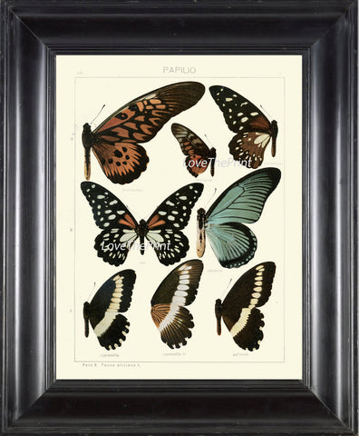 BUTTERFLY PRINT SEITZ  Botanical Art Print 31 Beautiful Blue Spotted Butterflies Natural Science Antique Illustration Home Wall Decor