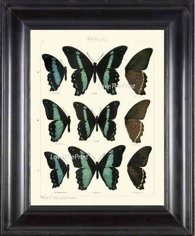 BUTTERFLY PRINT SEITZ  Botanical Art Print 23 Beautiful Blue Spotted Butterflies Natural Science Antique Illustration Home Wall Decor