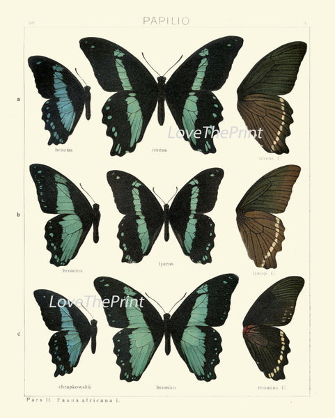 BUTTERFLY PRINT SEITZ  Botanical Art Print 23 Beautiful Blue Spotted Butterflies Natural Science Antique Illustration Home Wall Decor