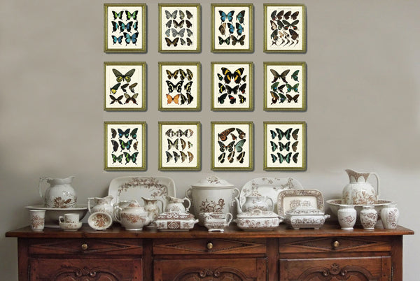 BUTTERFLY PRINT SEITZ  Botanical Art Print 23 Beautiful Blue Spotted Butterflies Natural Science Antique Illustration Home Wall Decor