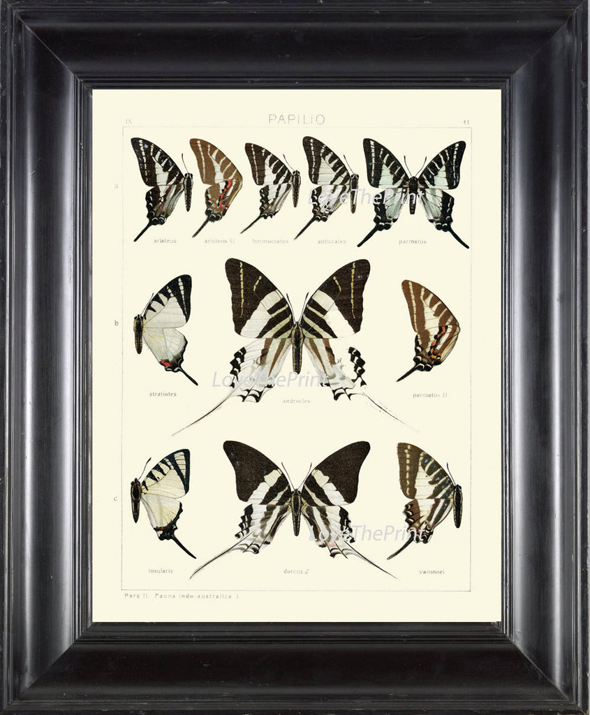 BUTTERFLY PRINT SEITZ  Botanical Art Print 12 Beautiful Butterflies Natural Science Antique Illustration Home Room Wall Decor to Frame