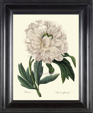 BOTANICAL PRINT Redoute Flower  Art Print 3 Beautiful White Peony Spring Large Blooming Plant Garden Nature to Frame Home Wall Decor