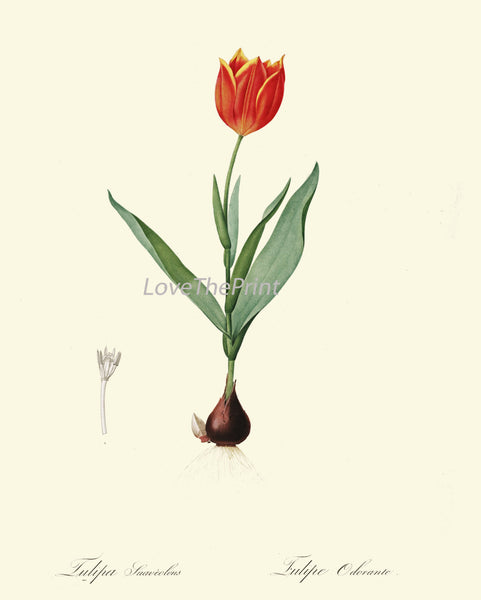 BOTANICAL PRINT Redoute Flower  Art Print 88 Beautiful Antique Red Tulip Bulb Spring Garden Plant Illustration to Frame Home Wall Decor