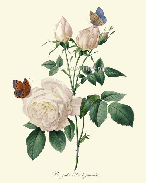 BOTANICAL PRINT Redoute Flower  Art Print 385 Beautiful Antique French White Rose Butterfly Graden Illustration to Frame Home Decor