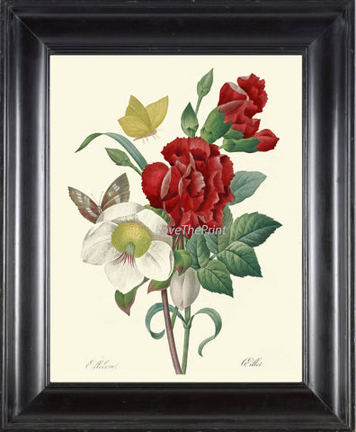 BOTANICAL PRINT Redoute Flower  Art Print 422 Beautiful Antique Flowers Red Carnation Butterfly Graden Illustration to Frame Home Decor