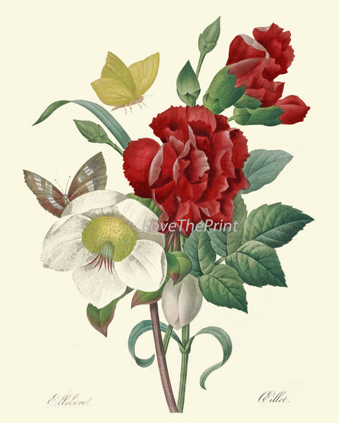 BOTANICAL PRINT Redoute Flower  Art Print 422 Beautiful Antique Flowers Red Carnation Butterfly Graden Illustration to Frame Home Decor