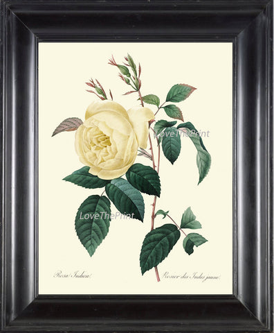 BOTANICAL PRINT Redoute Flower  Art Print 391 Beautiful Antique Yellow Rose French Country Provencal Graden Illustration to Frame Decor