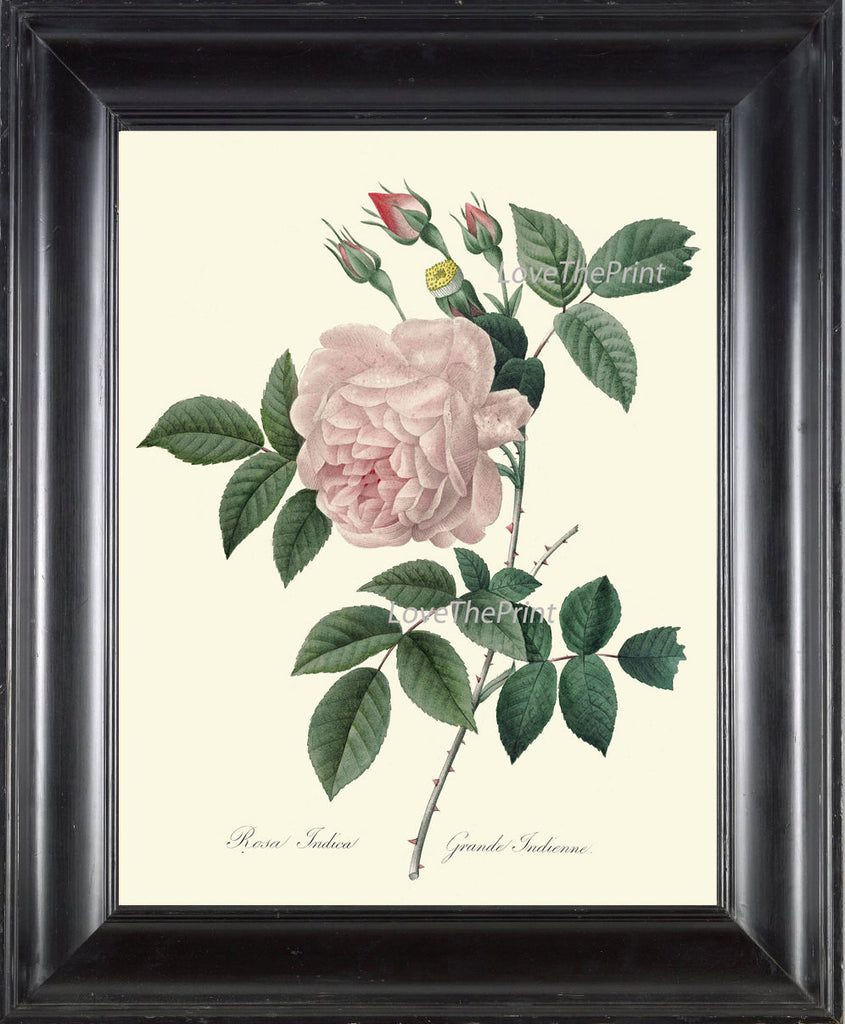 BOTANICAL PRINT Redoute Flower  Art Print 415 Beautiful Antique Pink Rose French Country Provencal Graden Illustration to Frame Decor