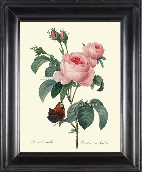 BOTANICAL PRINT Redoute Flower  Art Print 423 Beautiful Antique Pink Rose French Country Butterfly Graden Illustration to Frame Decor