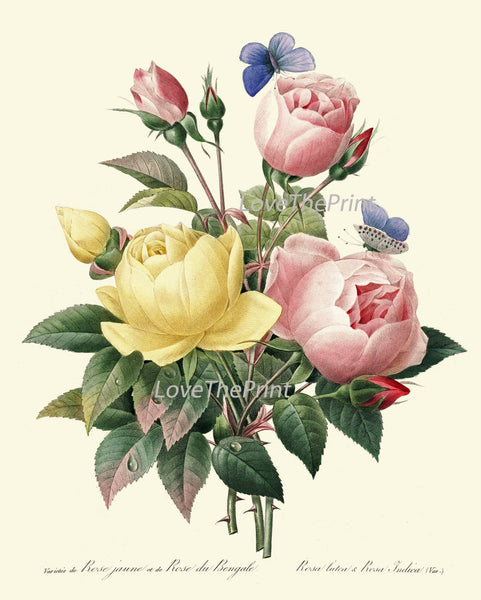 BOTANICAL PRINT Redoute Flower  Art Print 426 Beautiful Antique Pink Yellow Roses Blue Butterfly Graden Illustration to Frame Decor