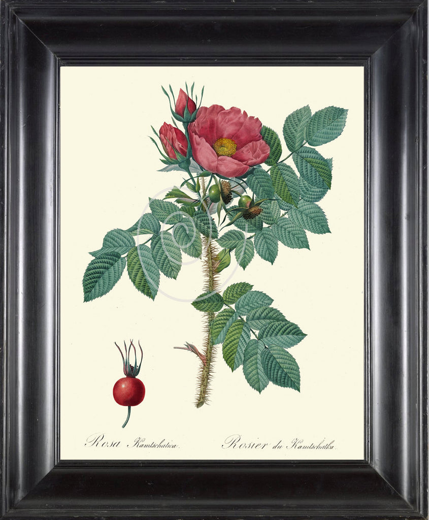 BOTANICAL PRINT Redoute Flower  Art Print 489 Beautiful Antique Pink Red Rose Rosebud French Country Nature Illustration Wall Home Decor