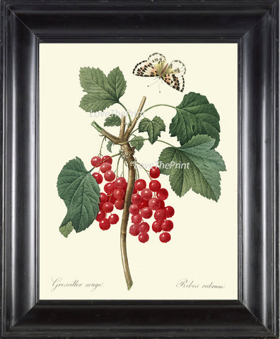 BOTANICAL PRINT Redoute Flower  Art 335 Beautiful Antique Red Currant Berries Fruit Garden Plant Butterfly Illustration Wall Decor