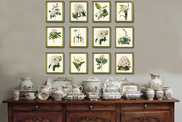 BOTANICAL PRINT Redoute Flower  Art Print 436 Beautiful Antique White Magnolia Spring Summer Plant Illustration Home Interior Design