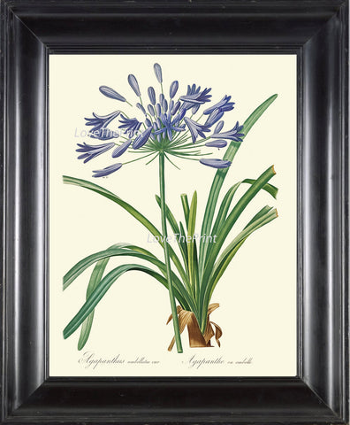 BOTANICAL PRINT Redoute Flower  Art Print 198 Beautiful Antique Blue Agapanthus Tropical Plant Illustration Picture to Frame Home Decor