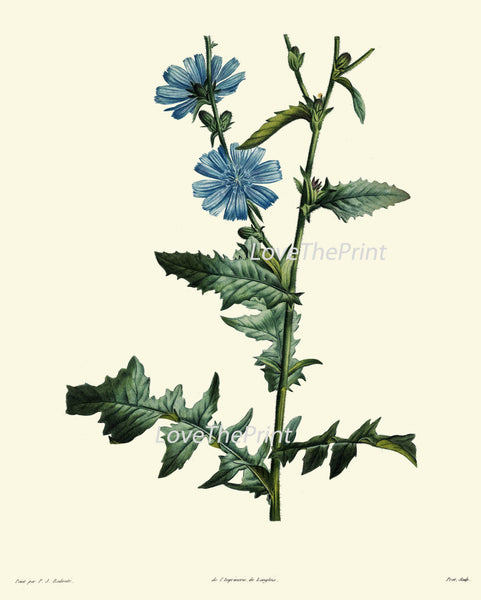 BOTANICAL PRINT Redoute Flower  Art Print 216 Beautiful Antique Blue Wildflower Plant Illustration to Frame Home Decor Interior Design