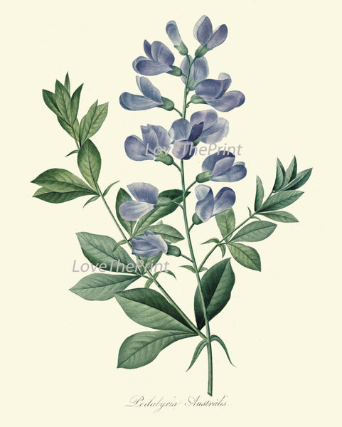 BOTANICAL PRINT Redoute Flower  Art Print 361 Beautiful Antique Blue Podalyria Natural Science Illustration to Frame Home Wall Decor