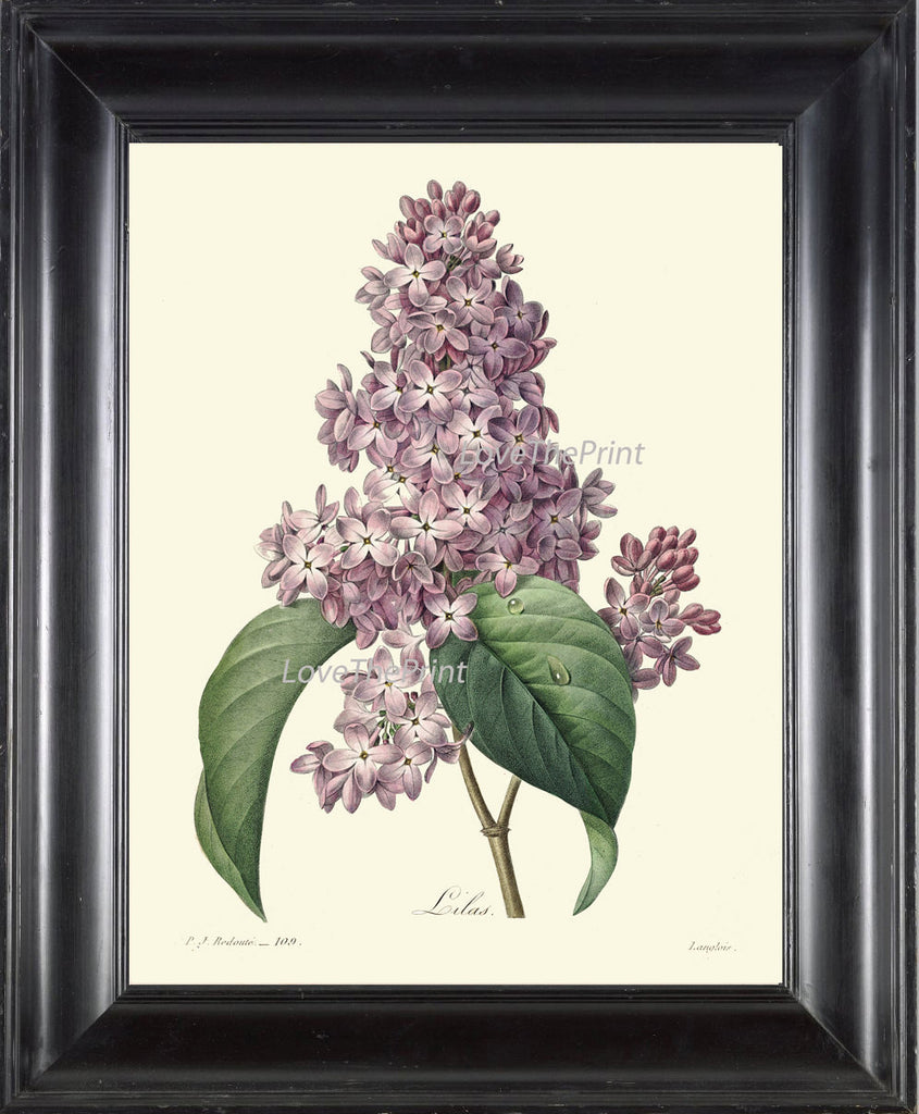 BOTANICAL PRINT Redoute Flower  Art Print 408 Beautiful Antique Lilac Violet Mauve Purple Spring Plant to Frame Home Room Wall Decor