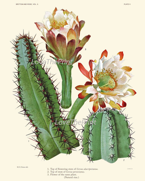 BOTANICAL PRINT CACTUS  Art Print 11 Beautiful Blooming Plant Flower Tropical Illustration Garden Nature Home Wall Decor to Frame