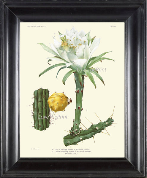 BOTANICAL PRINT CACTUS  Art Print 20 Beautiful Blooming White Flower Plant Tropical Illustration Garden Home Room Wall Decor to Frame