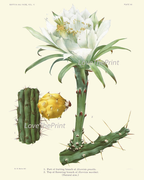 BOTANICAL PRINT CACTUS  Art Print 20 Beautiful Blooming White Flower Plant Tropical Illustration Garden Home Room Wall Decor to Frame