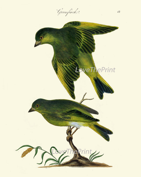 BIRD PRINT  Art B7 Beautiful Antique Greenfinch Bird Tree Branch Flower Decoration Wall Hanging Home Living Room Interior Design