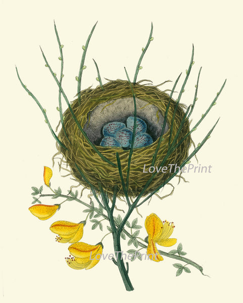 BIRD PRINT  Art B8 Beautiful Antique Red Pole Bird Nest Blue Eggs Yellow Flower Decoration Wall Hanging Home Living Room Interior Design