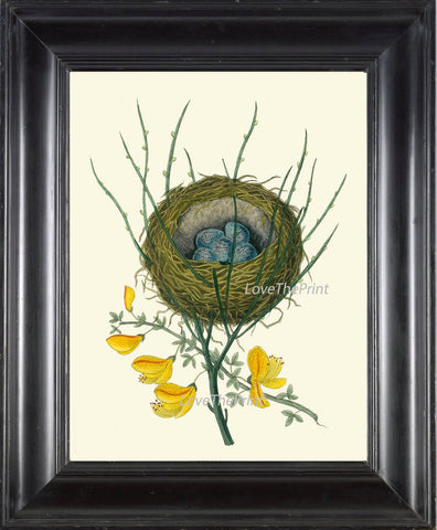 BIRD PRINT  Art B8 Beautiful Antique Red Pole Bird Nest Blue Eggs Yellow Flower Decoration Wall Hanging Home Living Room Interior Design
