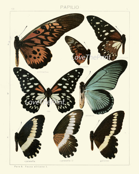 BUTTERFLY PRINT SEITZ  Botanical Art Print 31 Beautiful Blue Spotted Butterflies Natural Science Antique Illustration Home Wall Decor