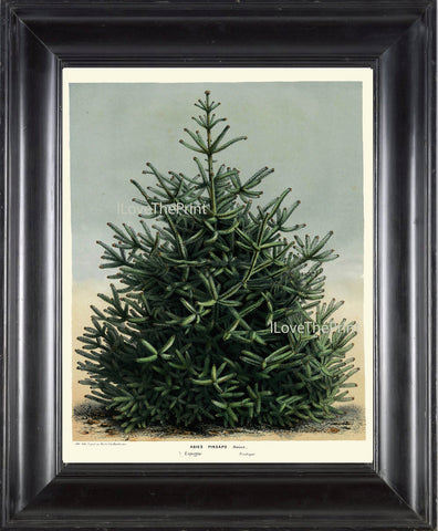 BOTANICAL PRINT HOUTTE  Art Print 83 Beautiful Large Green Pine Tree Christmas Forest Nature Home Wall Decor to Frame
