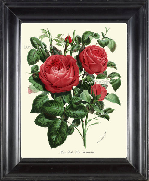 BOTANICAL PRINT HOUTTE  Art Print 148 Beautiful Antique Red Rose Rosebuds Roes Flower Spring Summer Nature Garden Home Room Wall Decor