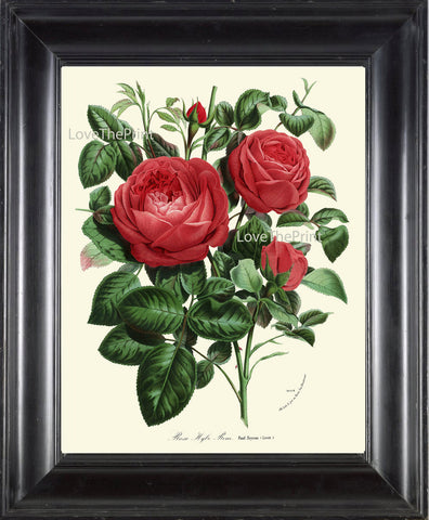 BOTANICAL PRINT HOUTTE  Art Print 148 Beautiful Antique Red Rose Rosebuds Roes Flower Spring Summer Nature Garden Home Room Wall Decor