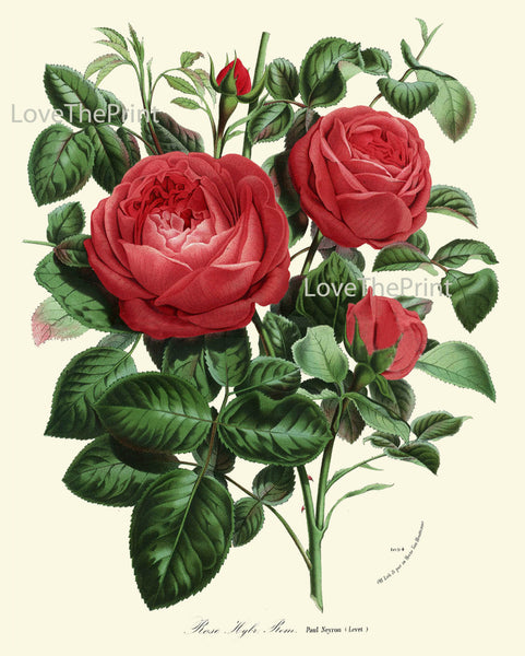 BOTANICAL PRINT HOUTTE  Art Print 148 Beautiful Antique Red Rose Rosebuds Roes Flower Spring Summer Nature Garden Home Room Wall Decor