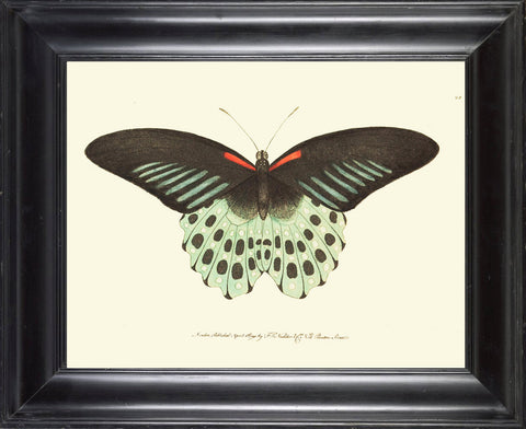 BUTTERFLY PRINT  Botanical Art Print NOD34 Beautiful Ivory Red Butterflies Colorful Detailed Summer Garden Nature Home Room Wall Decor