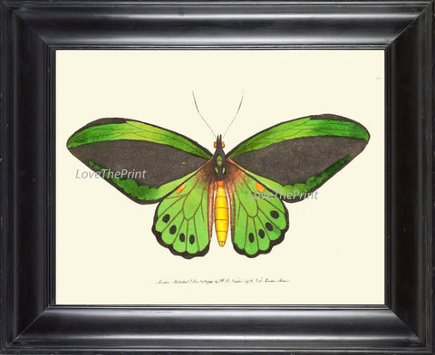 BUTTERFLY PRINT  Botanical Art Print NOD38 Beautiful Green Butterflies Colorful Detailed Summer Garden Nature Home Room Wall Decor